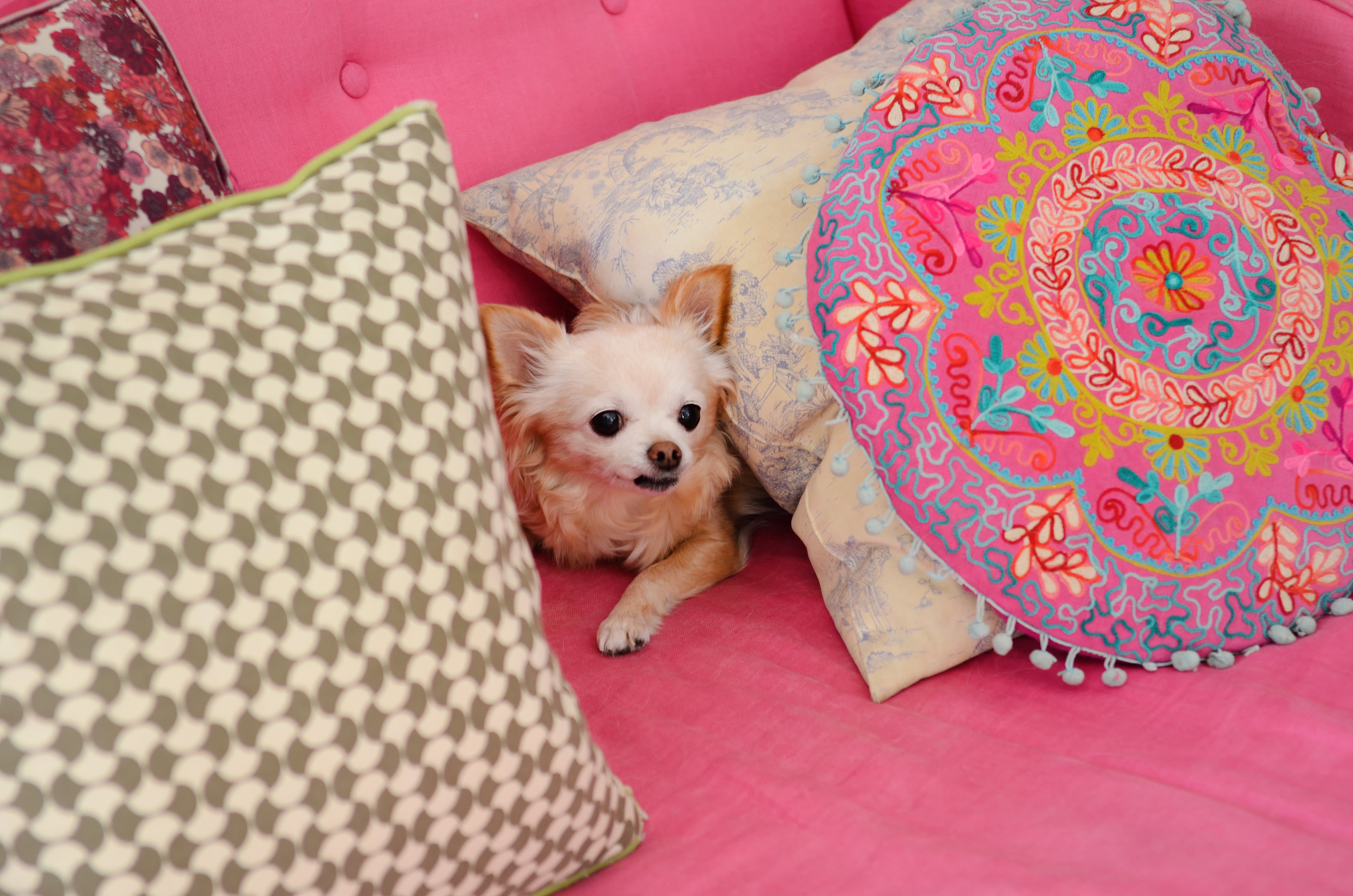 Dog bed boho hotsell